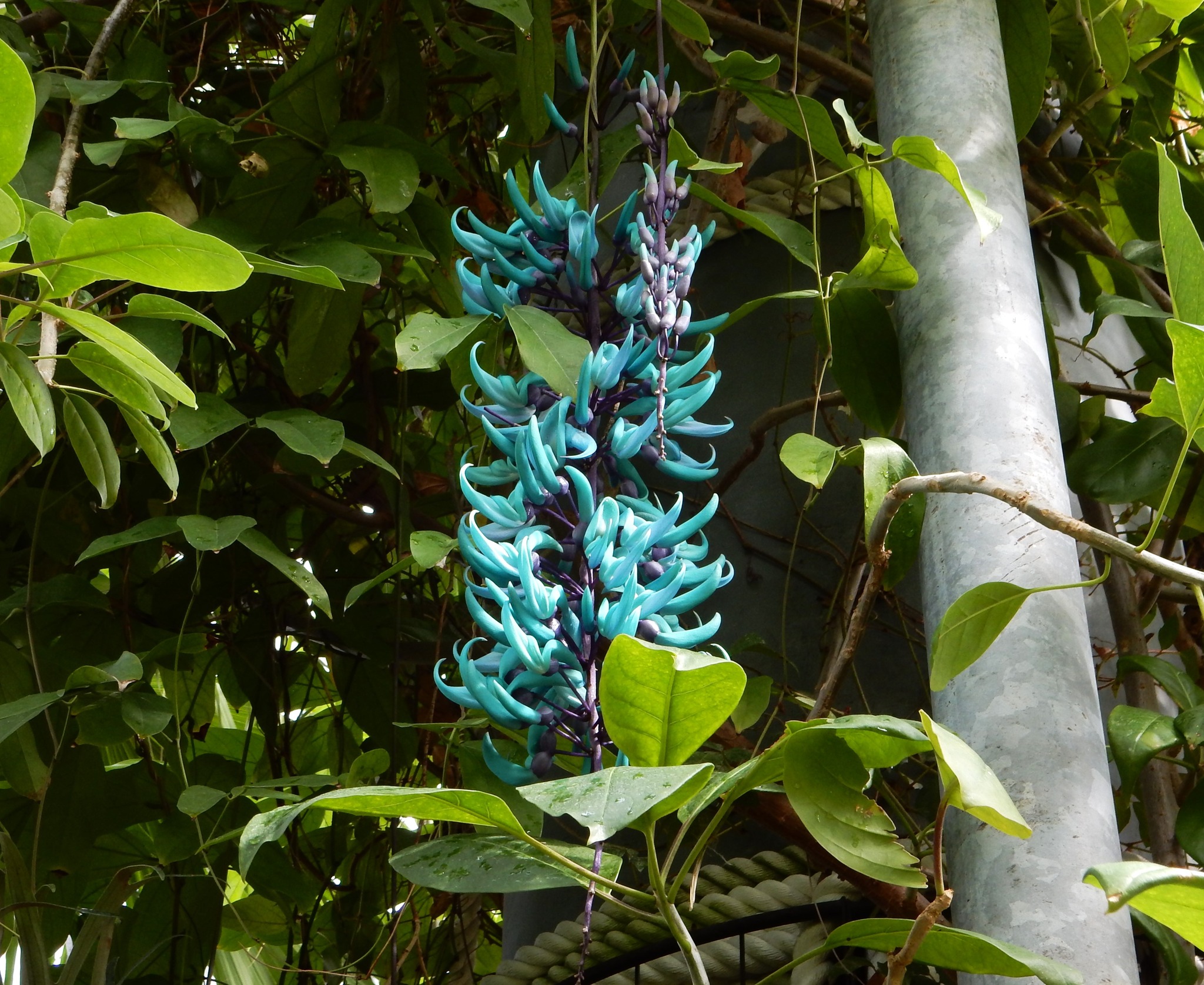 259．《ヒスイカズラ（翡翠葛） 英名 ジェイドバインjade vine